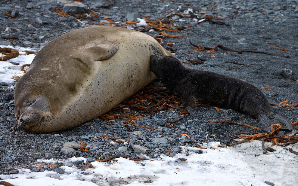 Newborn Southern Elephant Seal (Mirounga leonina) pup suckling mothers milk. South Georgia, Sub-Antarctic
