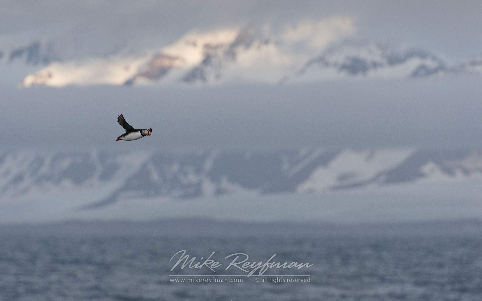 Atlantic Puffin. Svalbard (Spitsbergen) Archipelago, Norway. - Wildlife-Svalbard-Spitsbergen-Norway - Mike Reyfman Photography
