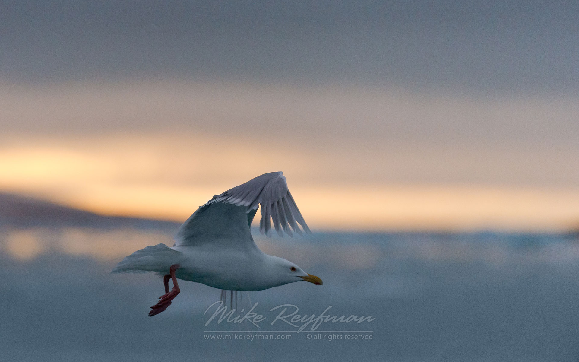 Glaucous Gull (Larus hyperboreus). Spitsbergen, Svalbard, Norway. - Wildlife-Svalbard-Spitsbergen-Norway - Mike Reyfman Photography