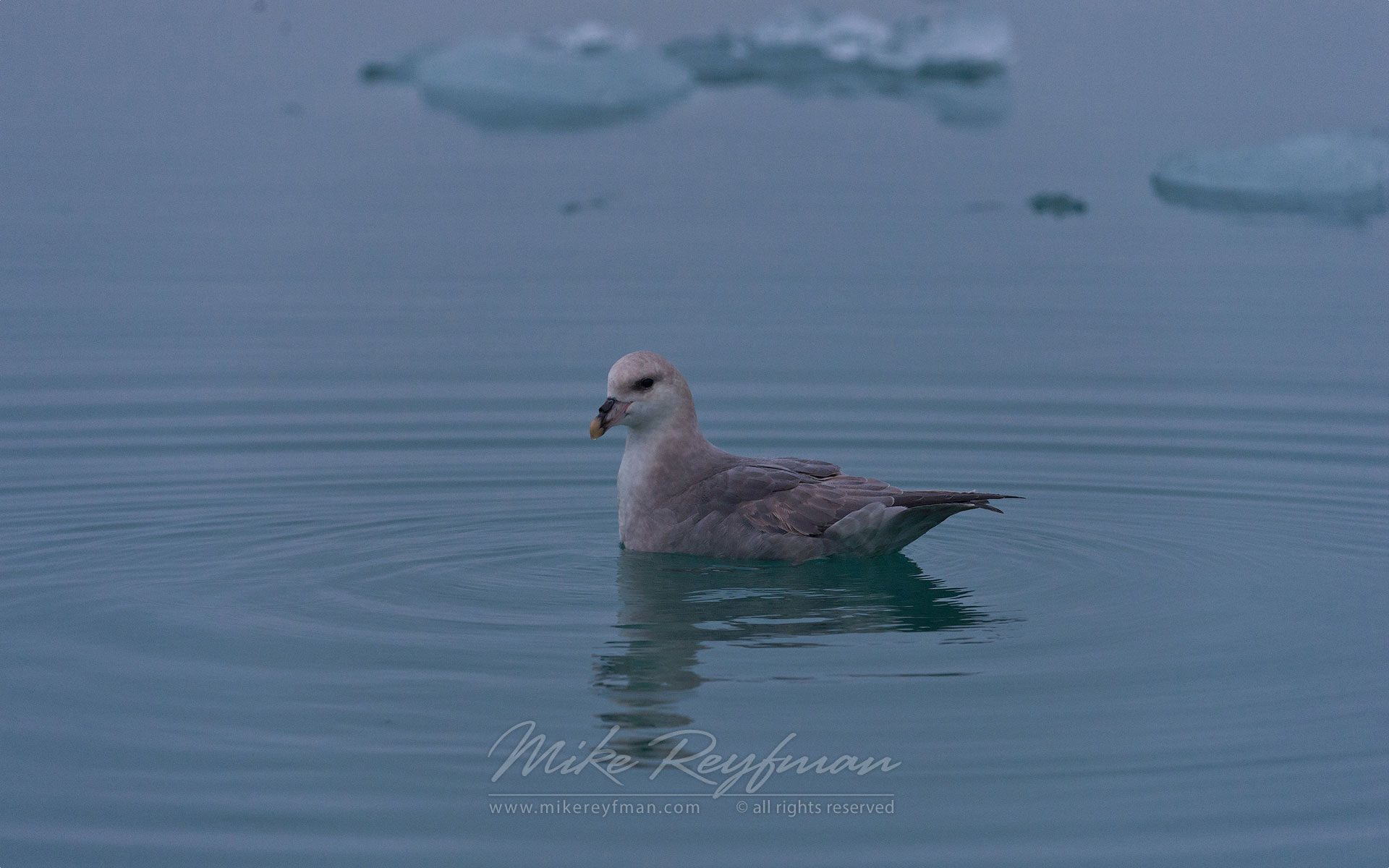 Northern Fulmar (Fulmarus glacialis). Spitsbergen, Svalbard, Norway. - Wildlife-Svalbard-Spitsbergen-Norway - Mike Reyfman Photography
