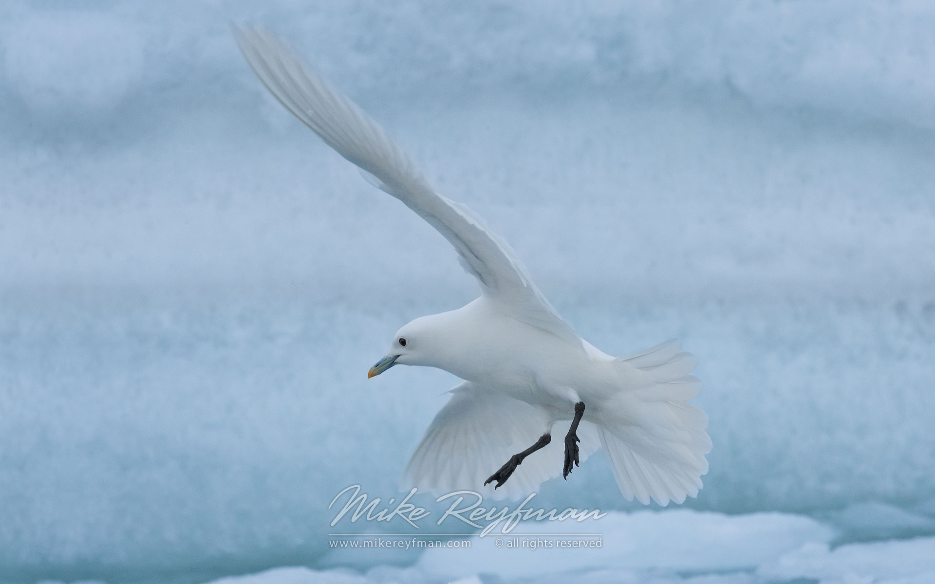 Ivory Gull (Paophila eburnea). Spitsbergen, Svalbard, Norway. - Wildlife-Svalbard-Spitsbergen-Norway - Mike Reyfman Photography