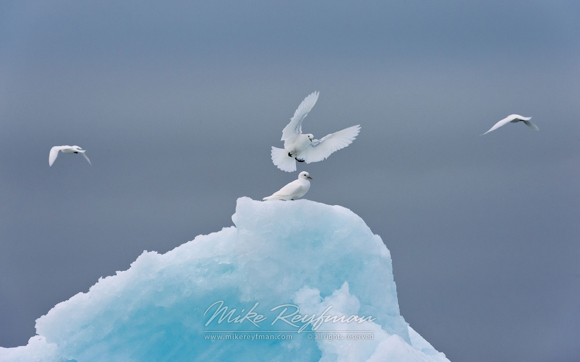 Ivory Gulls (Paophila eburnea). Spitsbergen, Svalbard, Norway. - Wildlife-Svalbard-Spitsbergen-Norway - Mike Reyfman Photography
