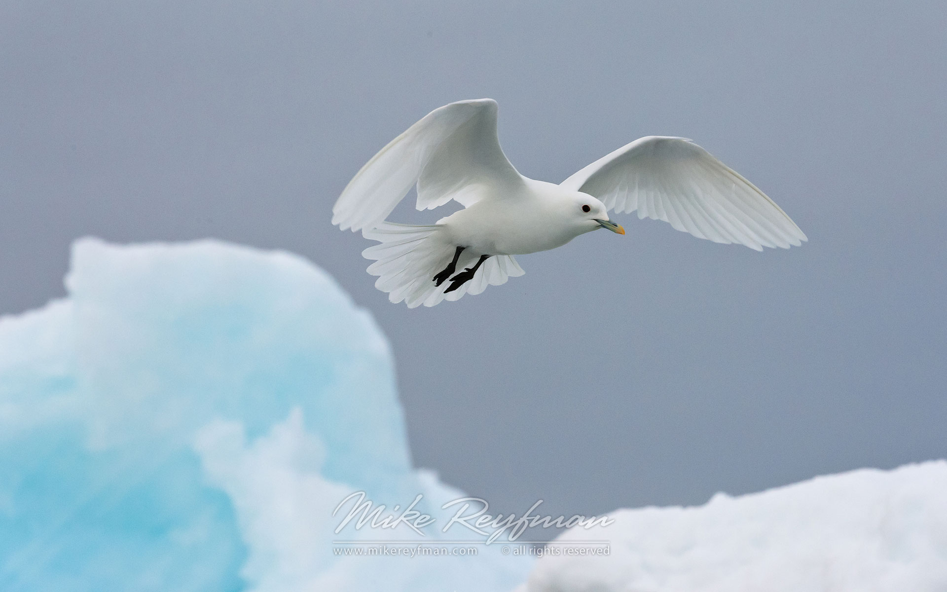 Ivory Gull (Paophila eburnea). Spitsbergen, Svalbard, Norway. - Wildlife-Svalbard-Spitsbergen-Norway - Mike Reyfman Photography