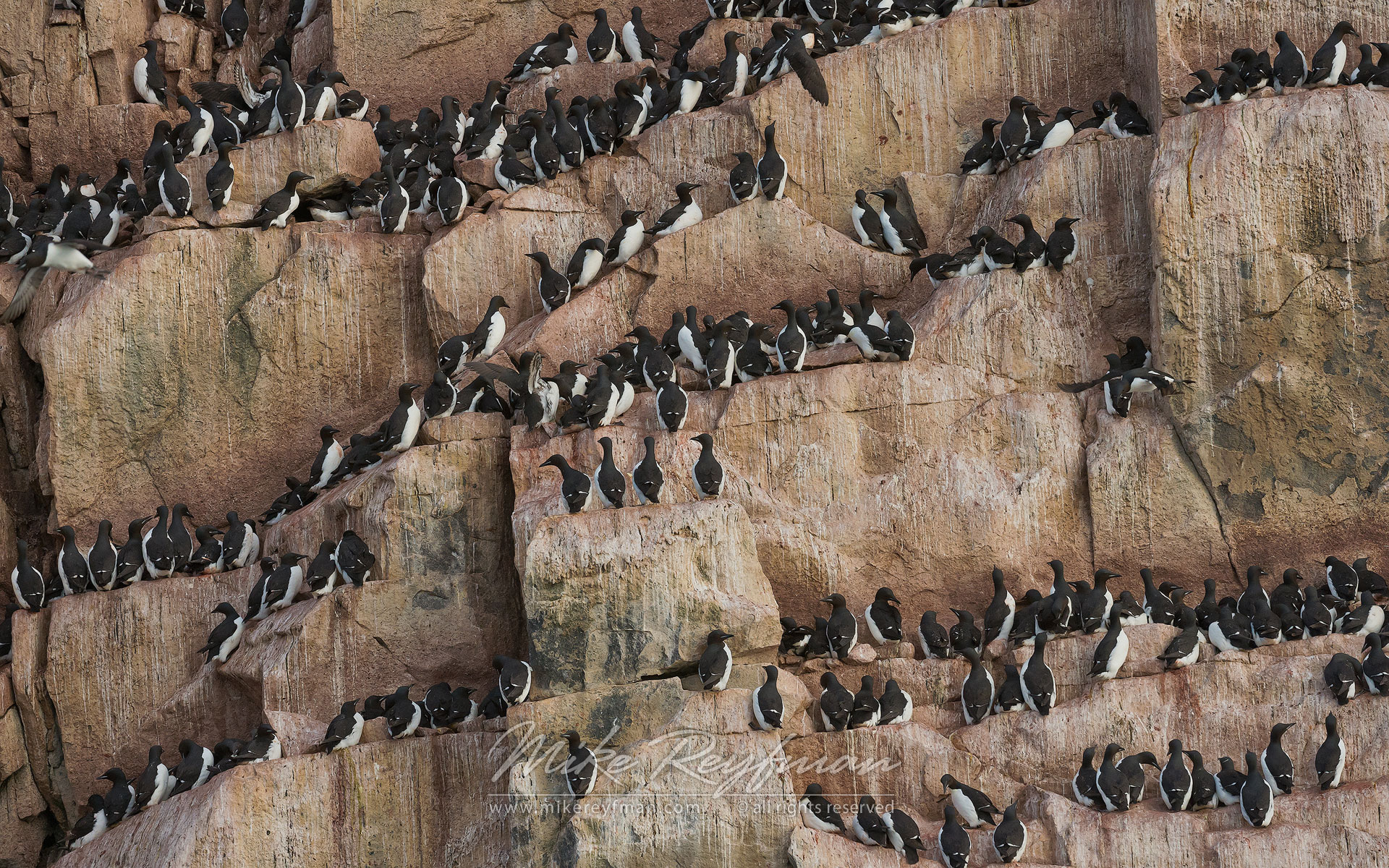 Thick-billed Murres or Brunnich's Guillemots (Uria lomvia). Bird cliff Alkefjellet, Spitsbergen, Svalbard, Norway. - Wildlife-Svalbard-Spitsbergen-Norway - Mike Reyfman Photography