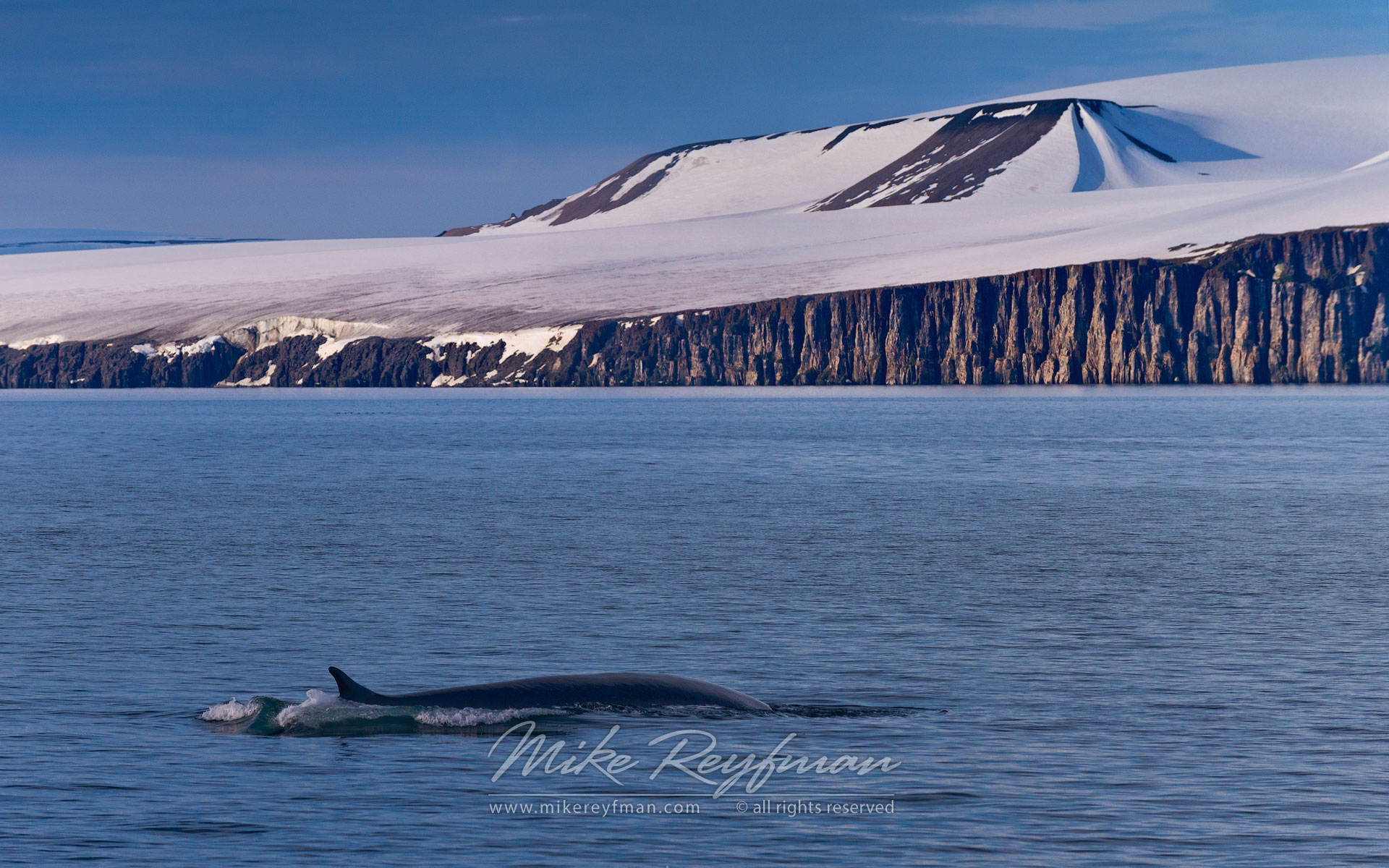 Blue Whales (Balaenoptera musculus) by Bird cliff Alkefjellet. Spitsbergen, Svalbard, Norway. - Wildlife-Svalbard-Spitsbergen-Norway - Mike Reyfman Photography
