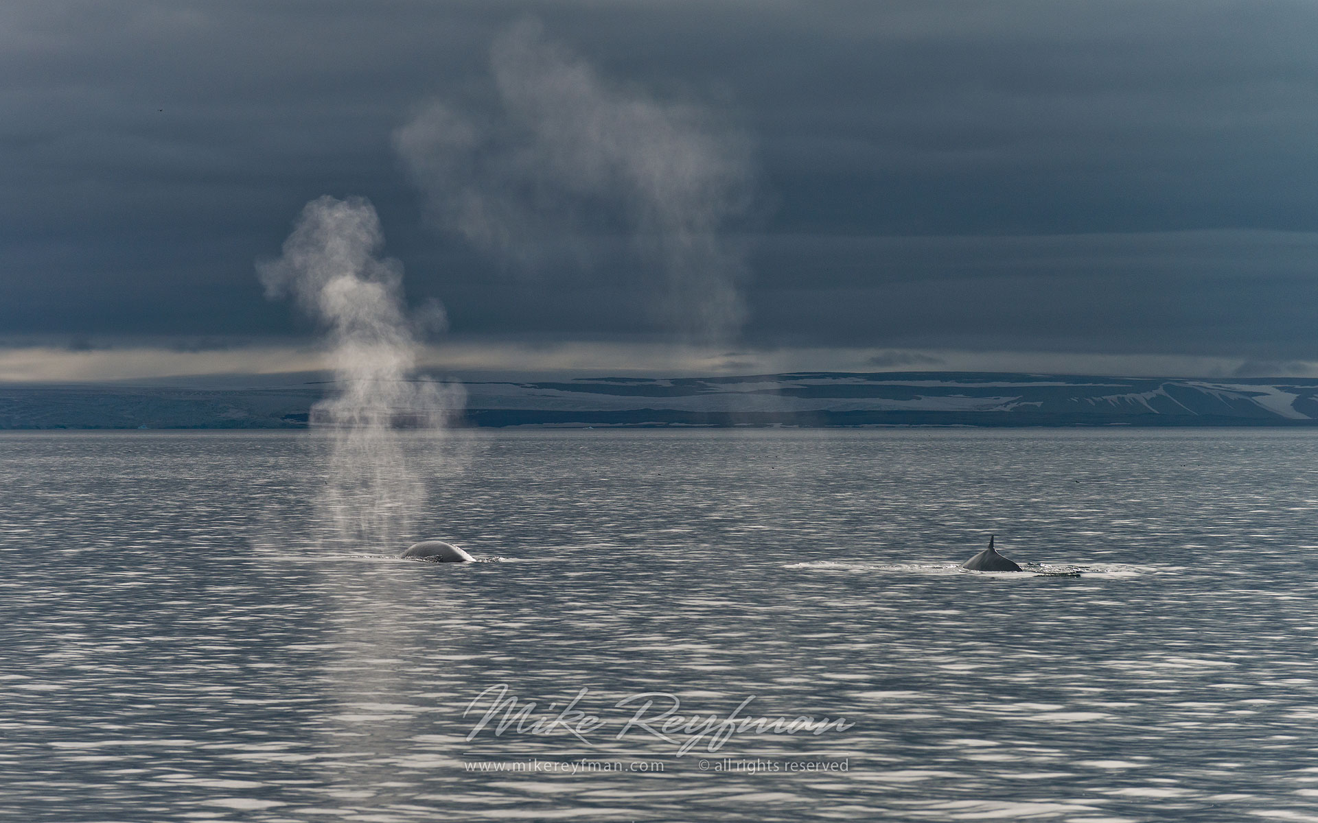 Blue Whales (Balaenoptera musculus) near Spitsbergen, Svalbard. - Wildlife-Svalbard-Spitsbergen-Norway - Mike Reyfman Photography