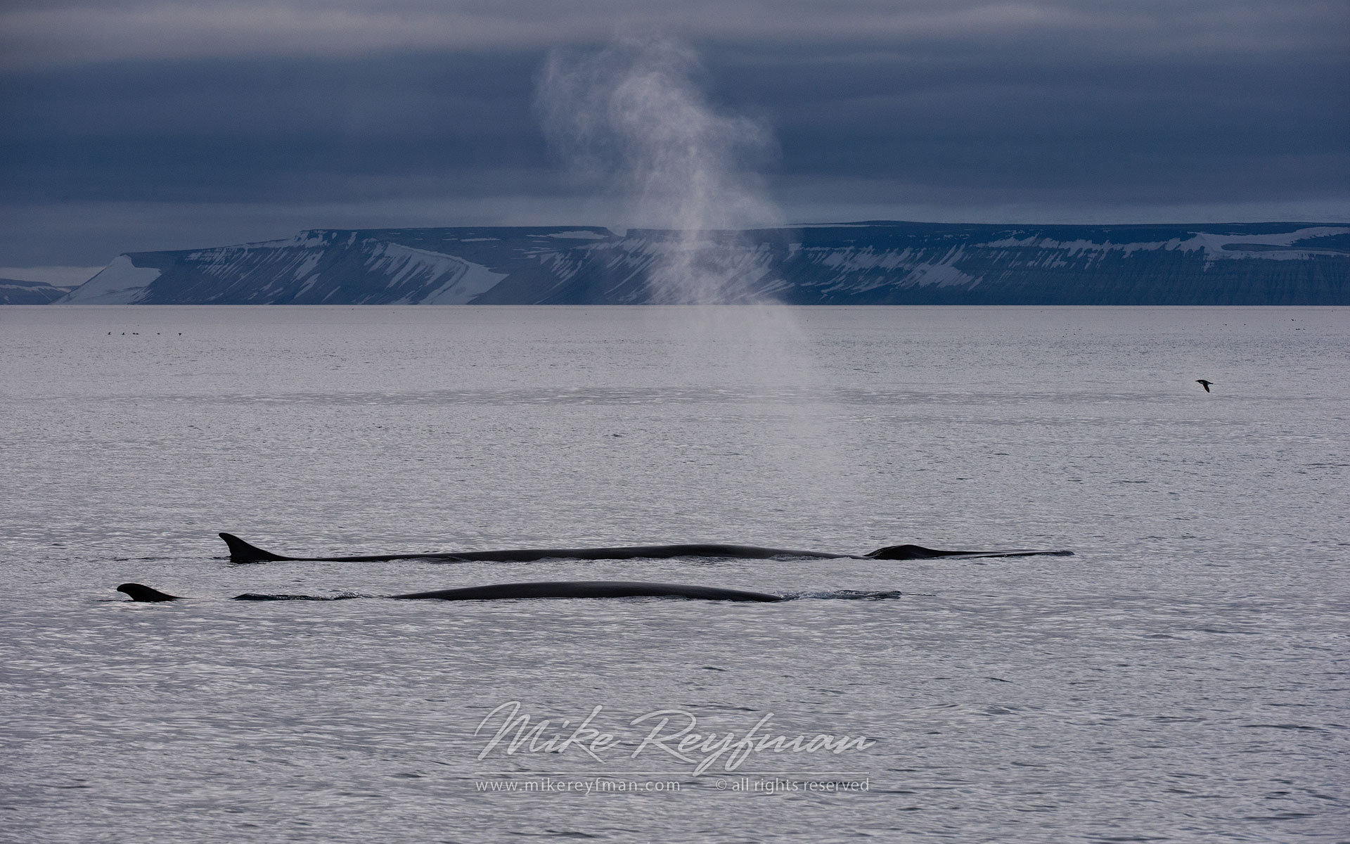 Blue Whales (Balaenoptera musculus) near Spitsbergen, Svalbard. - Wildlife-Svalbard-Spitsbergen-Norway - Mike Reyfman Photography