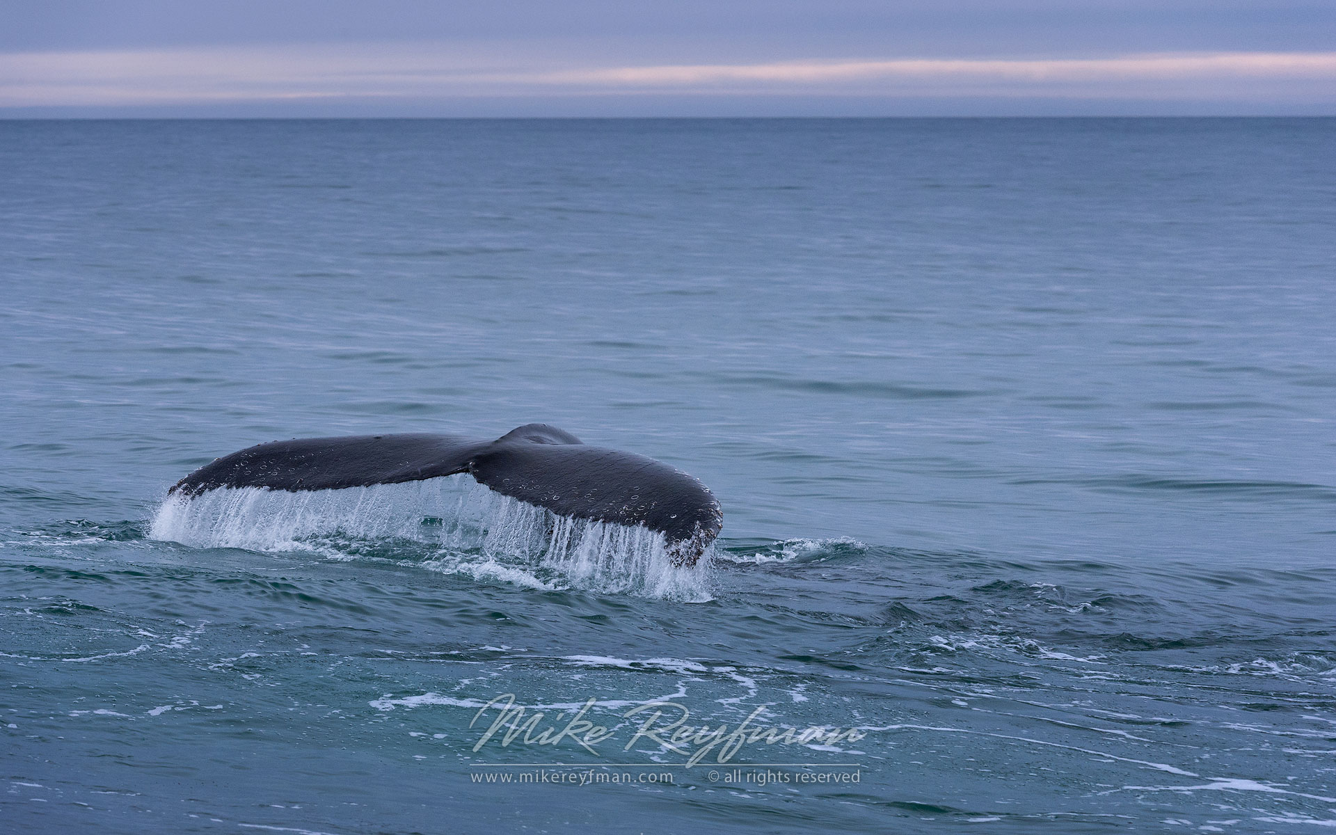 Humback Whale (Megaptera novaeangeliae) near Spitsbergen, Svalbard. - Wildlife-Svalbard-Spitsbergen-Norway - Mike Reyfman Photography
