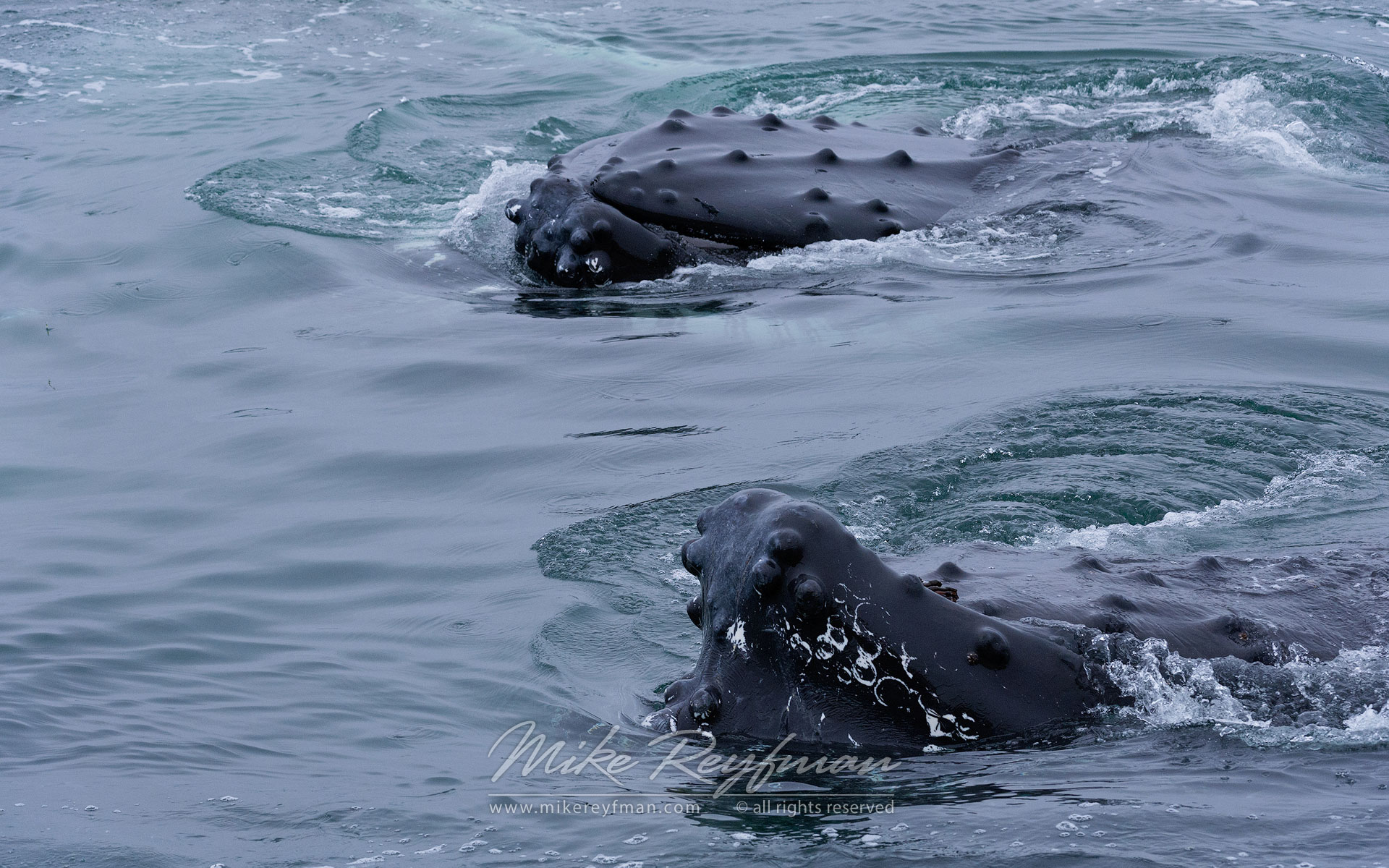 Humback Whales (Megaptera novaeangeliae) near Spitsbergen, Svalbard. - Wildlife-Svalbard-Spitsbergen-Norway - Mike Reyfman Photography