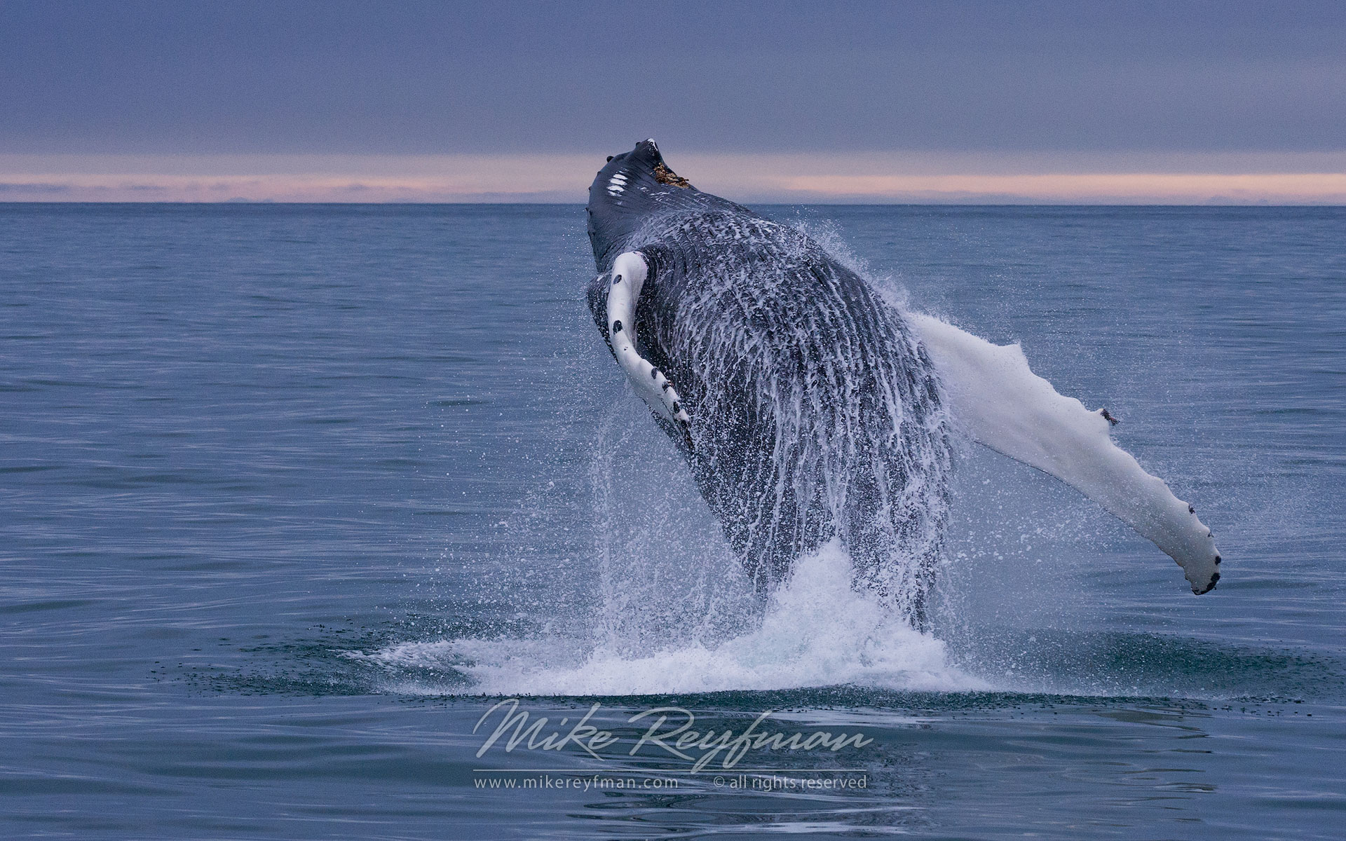 Humback Whale (Megaptera novaeangeliae) breaching (jumping out of the water) near Spitsbergen, Svalbard. - Wildlife-Svalbard-Spitsbergen-Norway - Mike Reyfman Photography