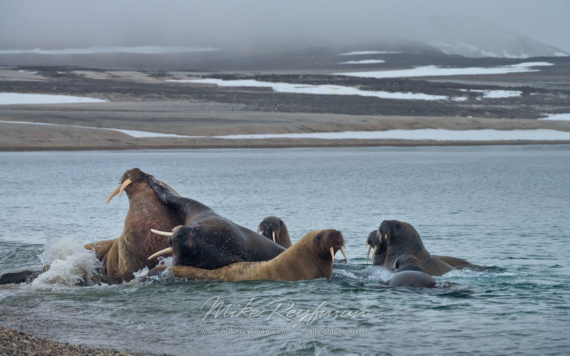 Walruses (Odobenus rosmarus). Torrelnesset, Svalbard (Spitsbergen) Archipelago, Norway. - Wildlife-Svalbard-Spitsbergen-Norway - Mike Reyfman Photography
