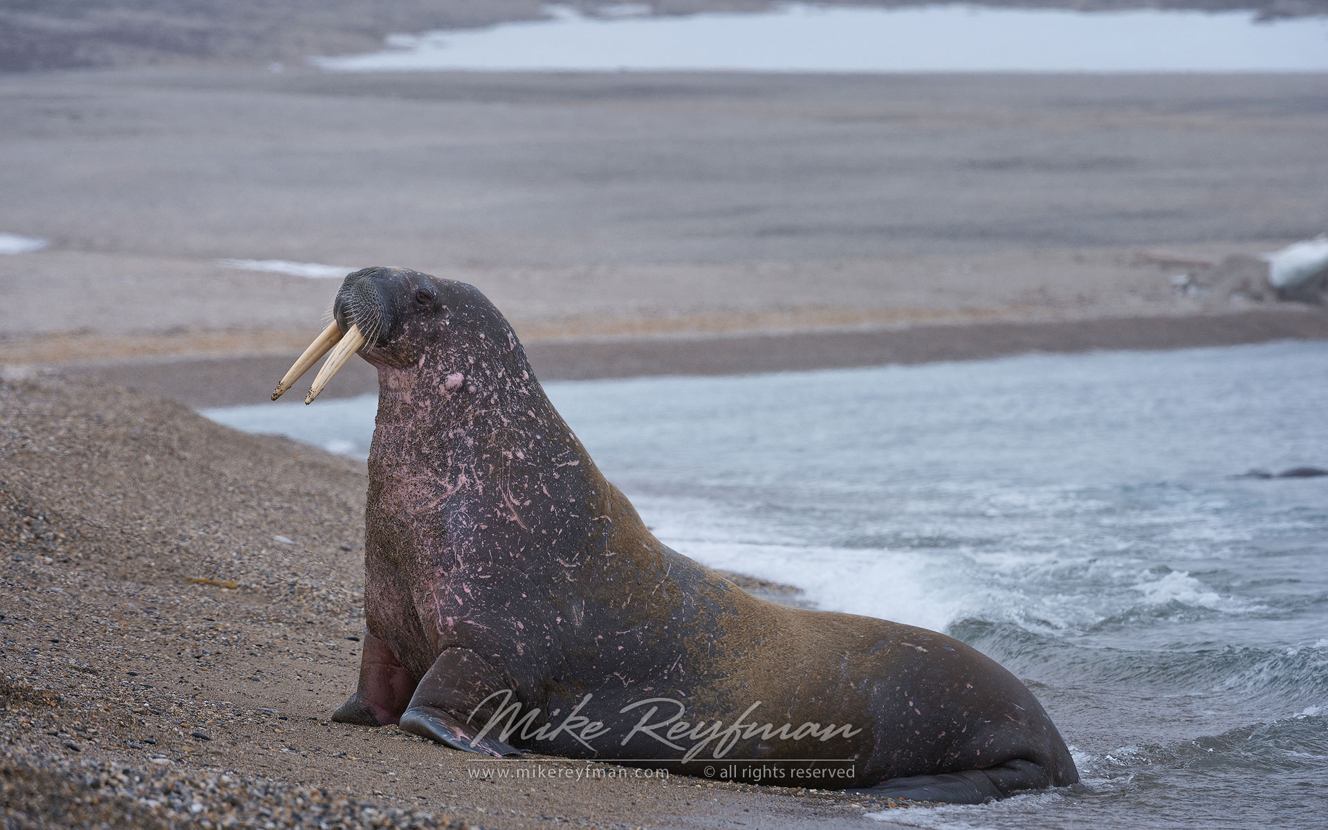 Walrus (Odobenus rosmarus) at Torrelnesset, Svalbard (Spitsbergen) Archipelago, Norway. - Wildlife-Svalbard-Spitsbergen-Norway - Mike Reyfman Photography