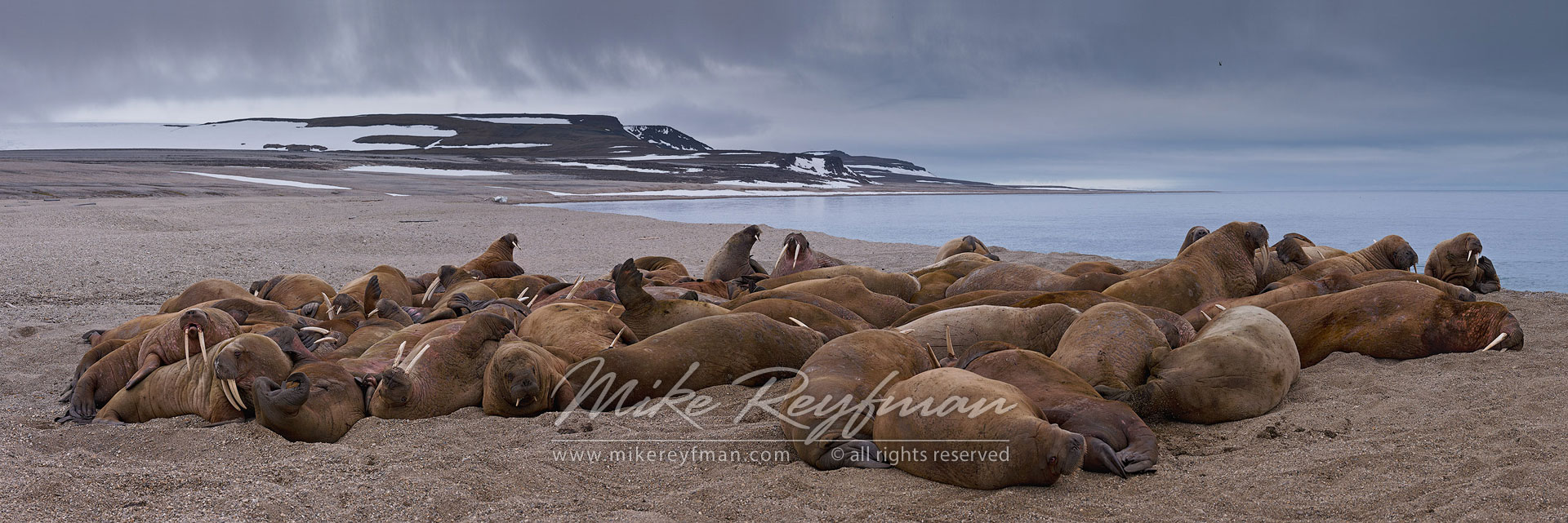 Walruses (Odobenus rosmarus) at Torrelnesset, Svalbard (Spitsbergen) Archipelago, Norway. - Wildlife-Svalbard-Spitsbergen-Norway - Mike Reyfman Photography