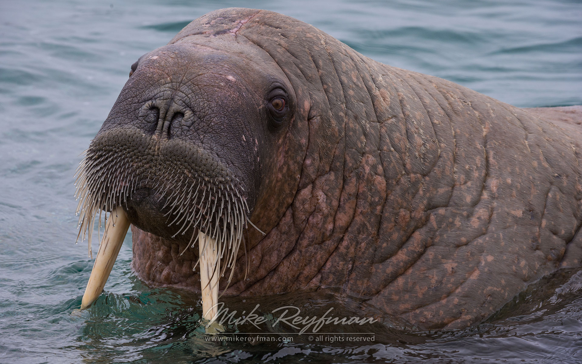 Walrus (Odobenus rosmarus) near Torrelnesset. Svalbard (Spitsbergen) Archipelago, Norway. - Wildlife-Svalbard-Spitsbergen-Norway - Mike Reyfman Photography