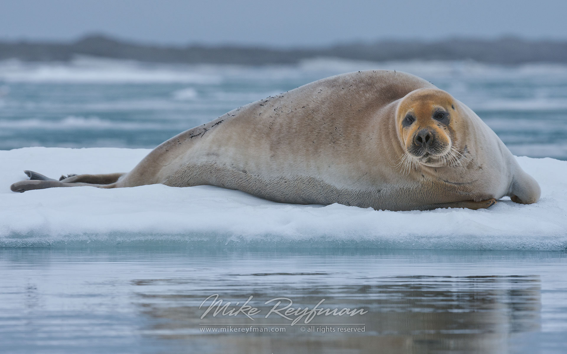 Bearded Seal (Erignathus barbatus) on the melting ice along Spitsbergen coast. Svalbard, Norway. - Wildlife-Svalbard-Spitsbergen-Norway - Mike Reyfman Photography