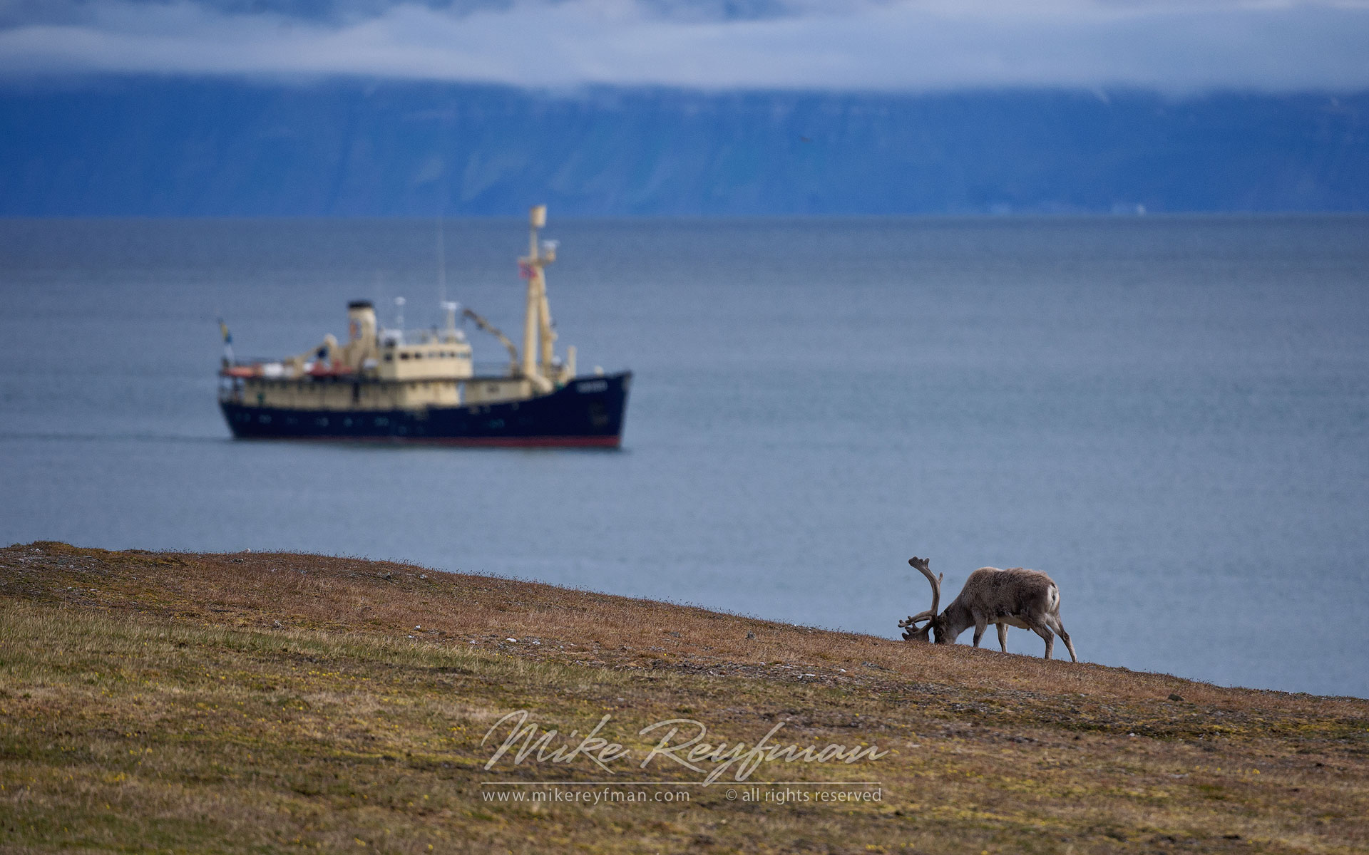 Svalbard Reindeer (Rangifer tarandus platyrhynchus) grazing. Alkehornet, Svalbard (Spitsbergen) Archipelago, Norway. - Wildlife-Svalbard-Spitsbergen-Norway - Mike Reyfman Photography