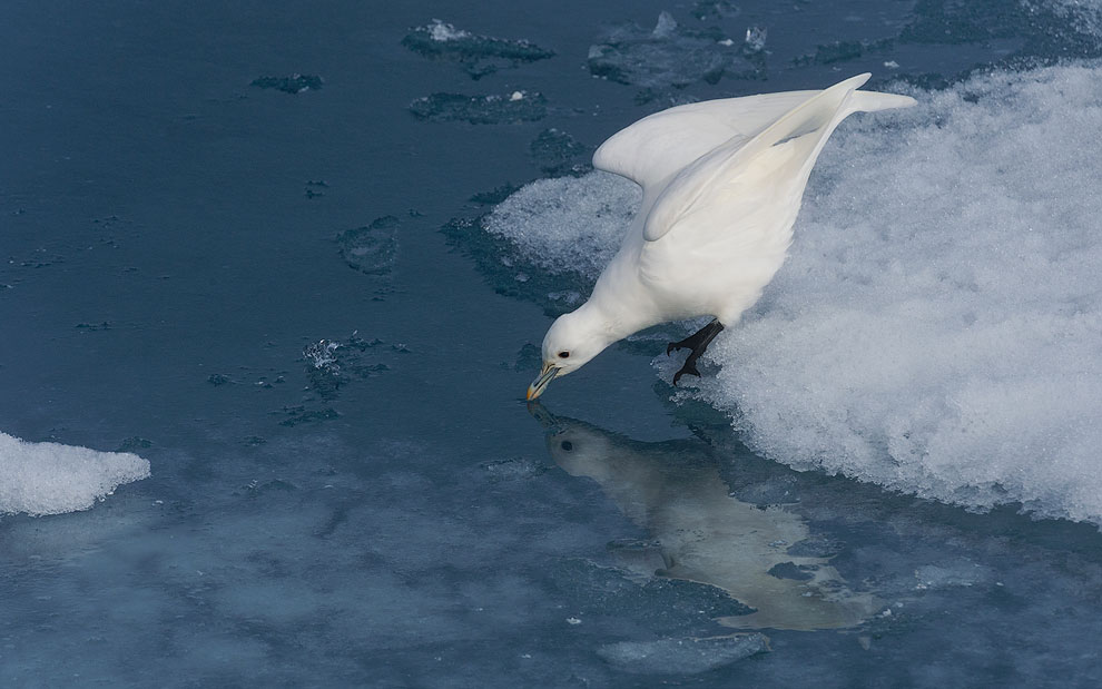 Ivory Gull (Paophila eburnea). Spitsbergen, Svalbard, Norway.