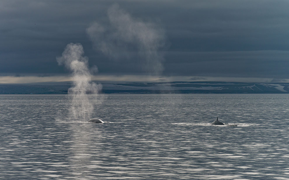 Blue Whales (Balaenoptera musculus) near Spitsbergen, Svalbard.