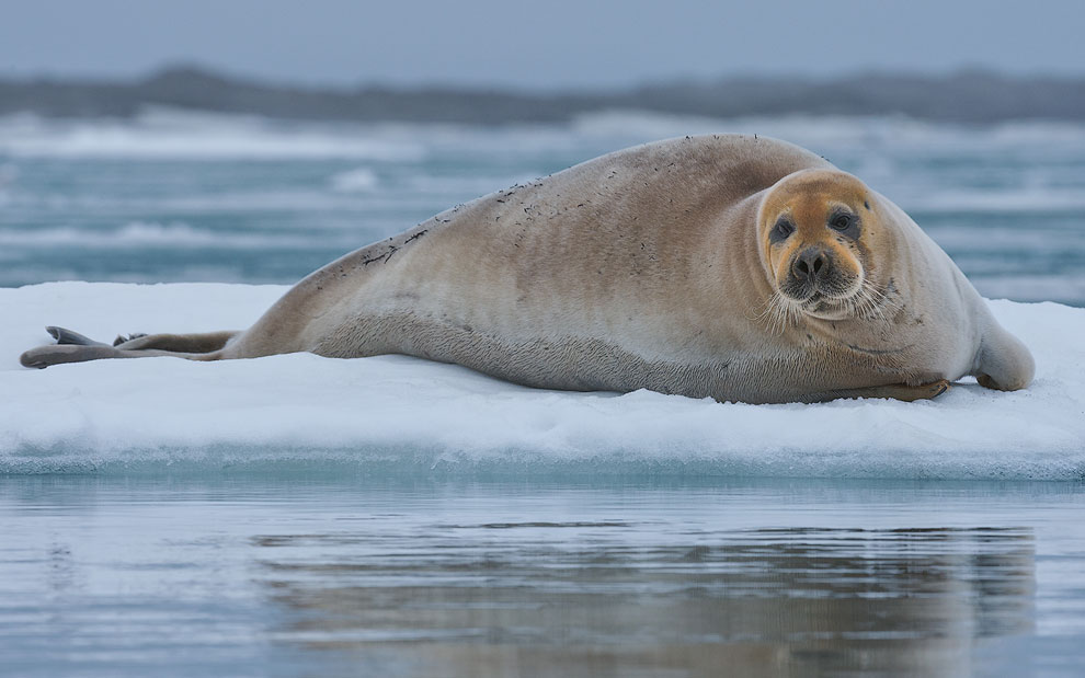 Bearded Seal (Erignathus barbatus) on the melting ice along Spitsbergen coast. Svalbard, Norway.