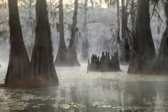 Bold Cypress and Tupelo Trees in the swamps of Atchafalaya River Basin. Caddo, Martin and Fousse Lakes. Texas/Louisiana, USA.