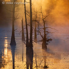 Cupress Swamps, 2021 - Mike Reyfman Phototravel