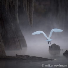Cupress Swamps, 2022 - Mike Reyfman Phototravel