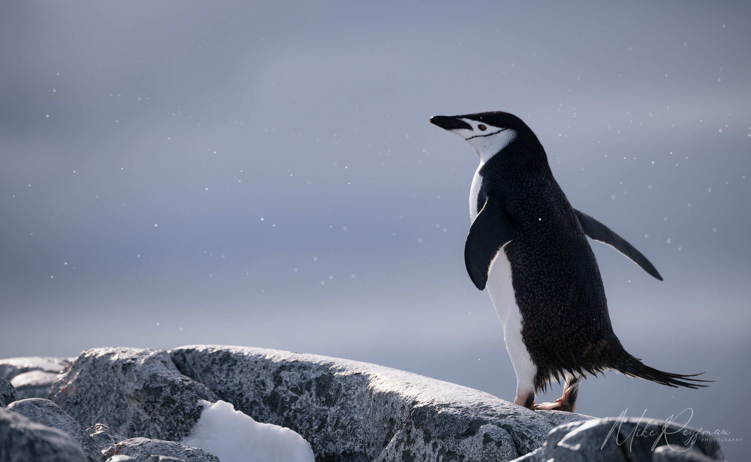  Antarctic_27 - Antarctica-Under-Sail-2024-phototour - Mike Reyfman Photography