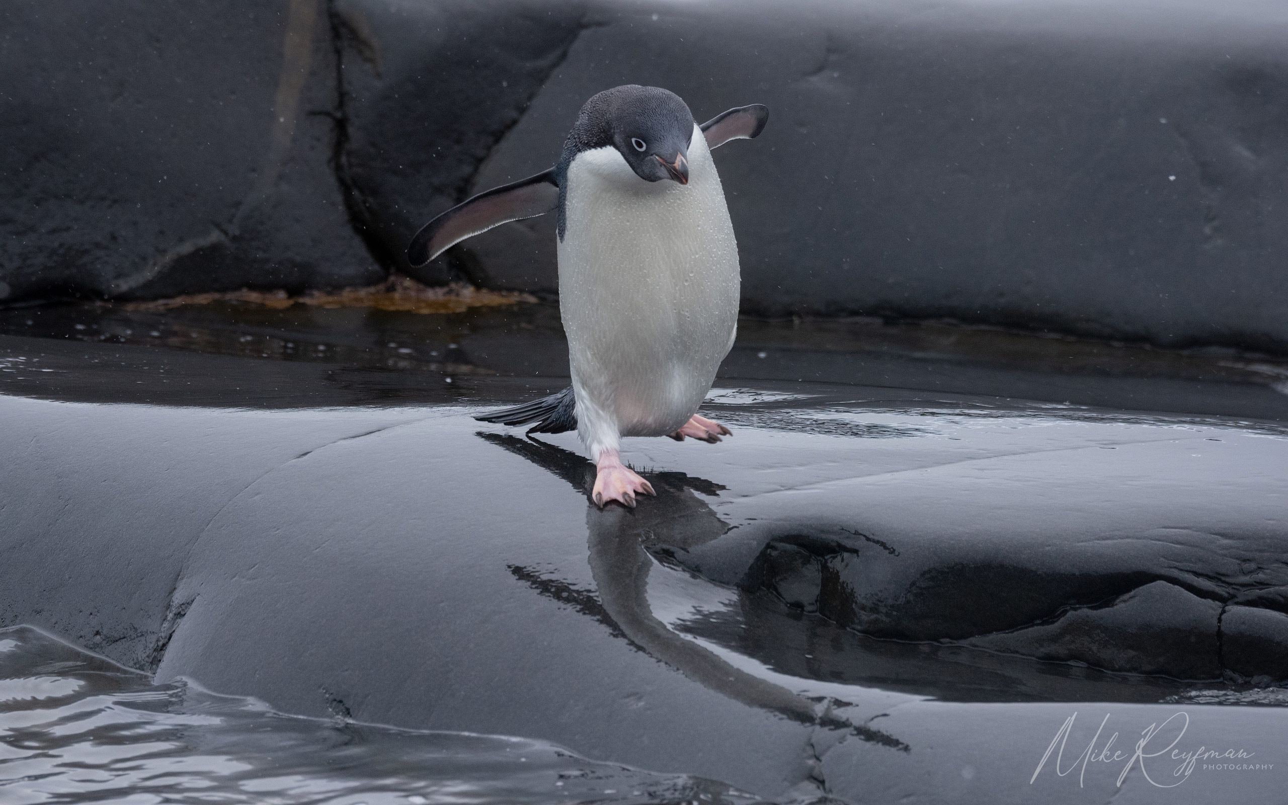  Antarctic_39 - Antarctica-Under-Sail-2024-phototour - Mike Reyfman Photography