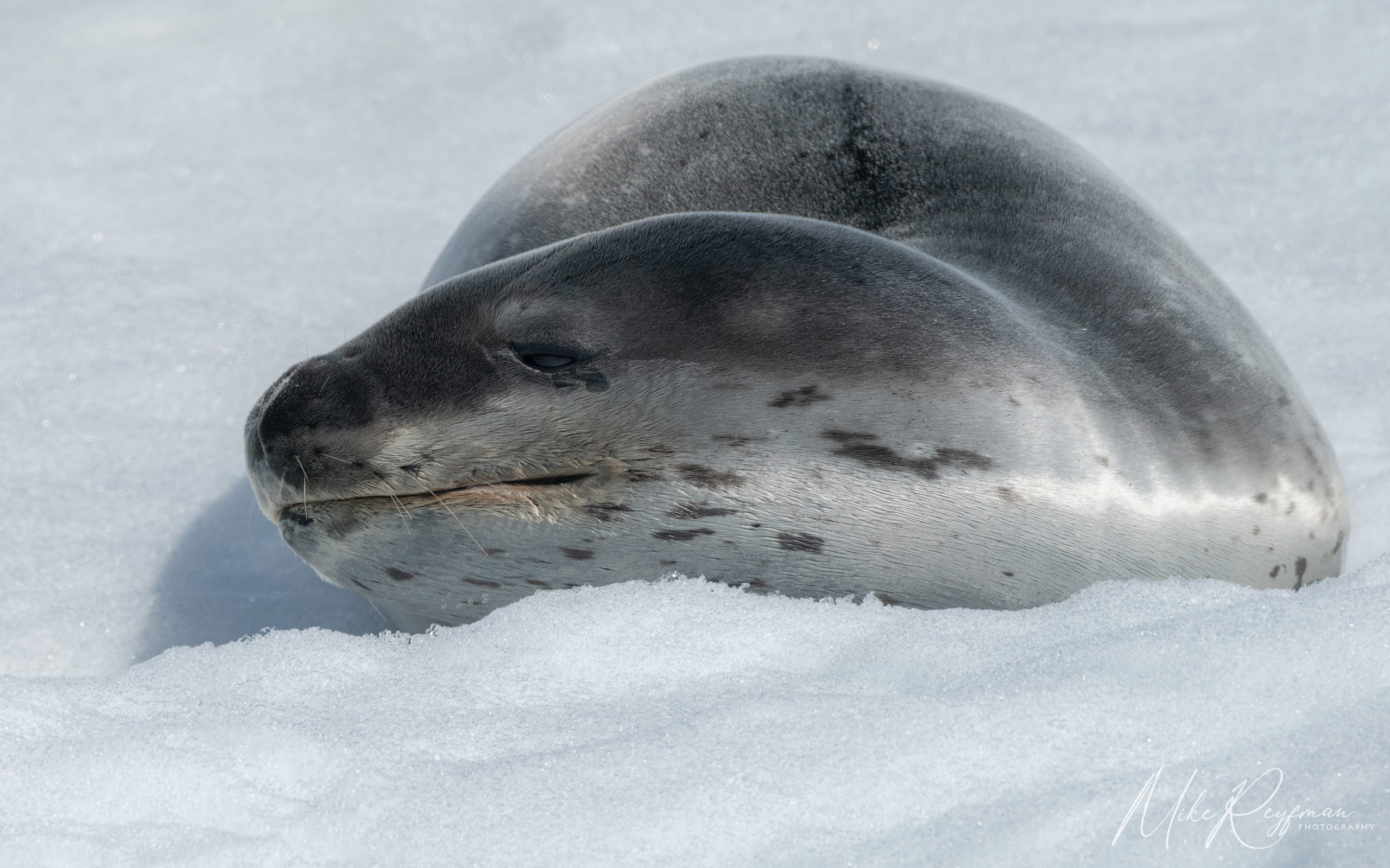  Antarctic_54 - Antarctica-Under-Sail-2024-phototour - Mike Reyfman Photography