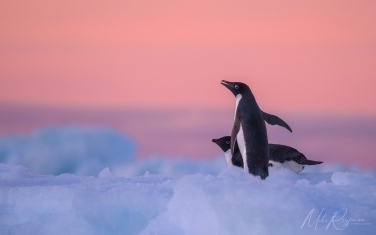 Antarctic_01   | Photo Tour with Mike Reyfman