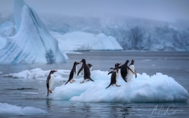 Antarctic_05   | Photo Tour with Mike Reyfman