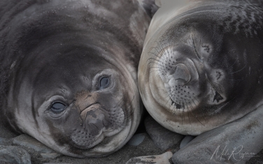Antarctic_06   | Photo Tour with Mike Reyfman
