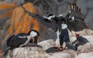 Antarctic_10   | Photo Tour with Mike Reyfman