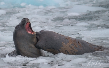 Antarctic_12   | Photo Tour with Mike Reyfman