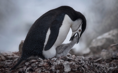 Antarctic_14   | Photo Tour with Mike Reyfman