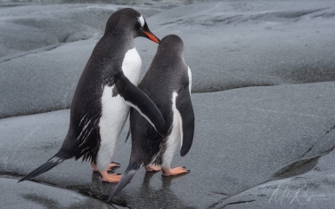 Antarctic_17   | Photo Tour with Mike Reyfman