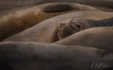 Antarctic_19   | Photo Tour with Mike Reyfman