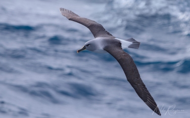 Antarctic_29   | Photo Tour with Mike Reyfman