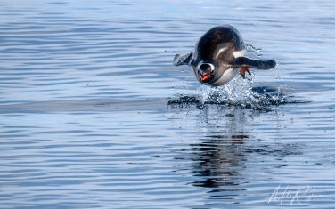 Antarctic_31   | Photo Tour with Mike Reyfman