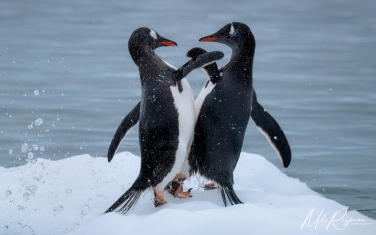 Antarctic_32   | Photo Tour with Mike Reyfman