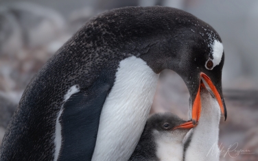 Antarctic_35   | Photo Tour with Mike Reyfman