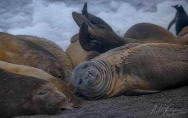 Antarctic_36   | Photo Tour with Mike Reyfman