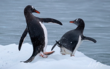 Antarctic_37   | Photo Tour with Mike Reyfman