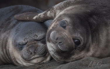 Antarctic_40   | Photo Tour with Mike Reyfman