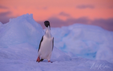 Antarctic_41   | Photo Tour with Mike Reyfman