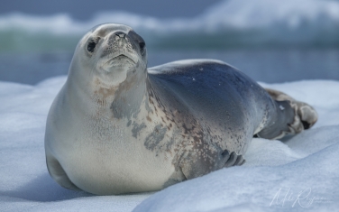 Antarctic_64   | Photo Tour with Mike Reyfman