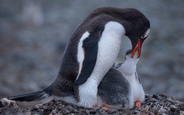 Antarctic_65   | Photo Tour with Mike Reyfman