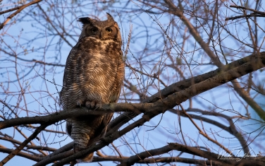 Great-Horned-Owl-(Bubo-Virginianus)