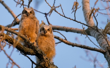 Great-Horned-Owlets-(Bubo-Virginianus)