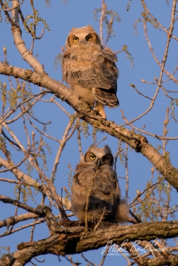 Great-Horned-Owlets-(Bubo-Virginianus)